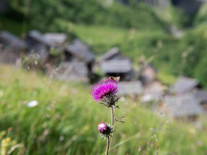 Blumenpfad auf der Tschinglenalp